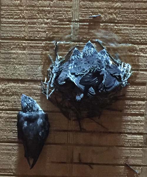 chimney swift nestling leaves the nest